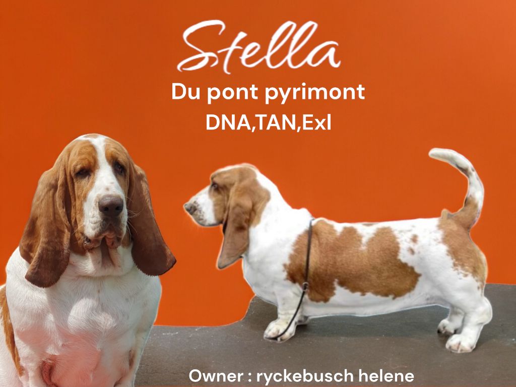 Stella Du Pont Pyrimont