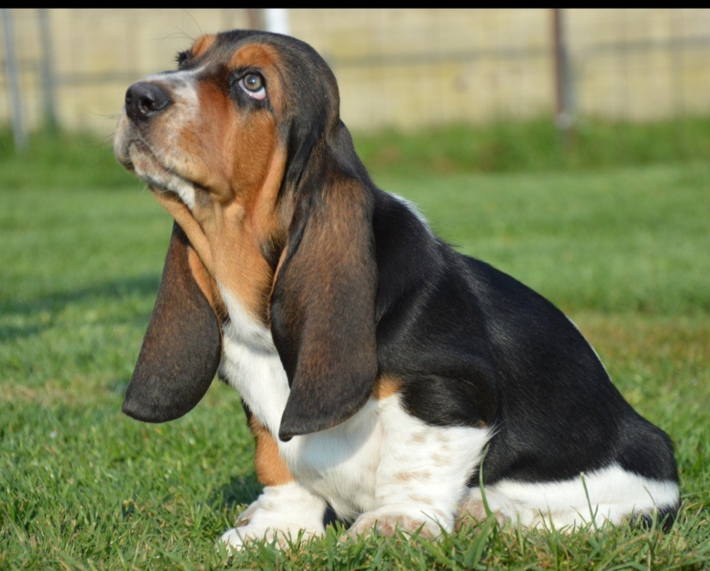 Adélaïde  Des Parfums De Saigon