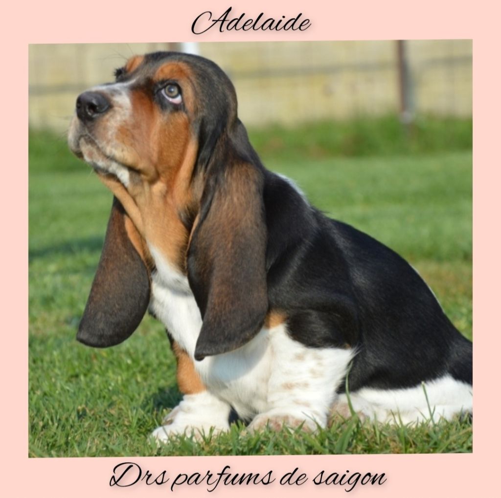 Chiots disponibles 