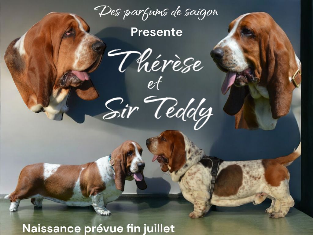 Portee therese/sir teddy 24