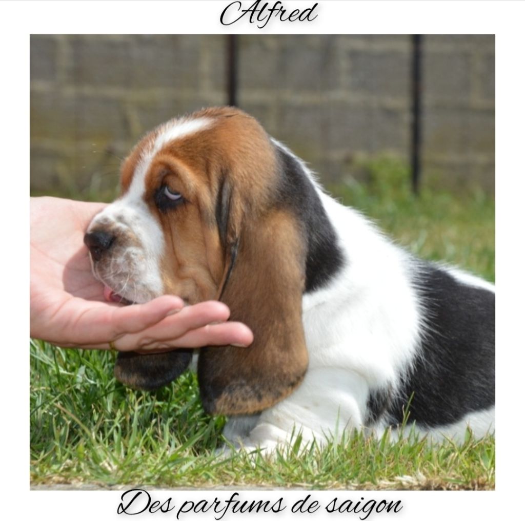 Des Parfums De Saigon - Chiots disponibles - Basset Hound