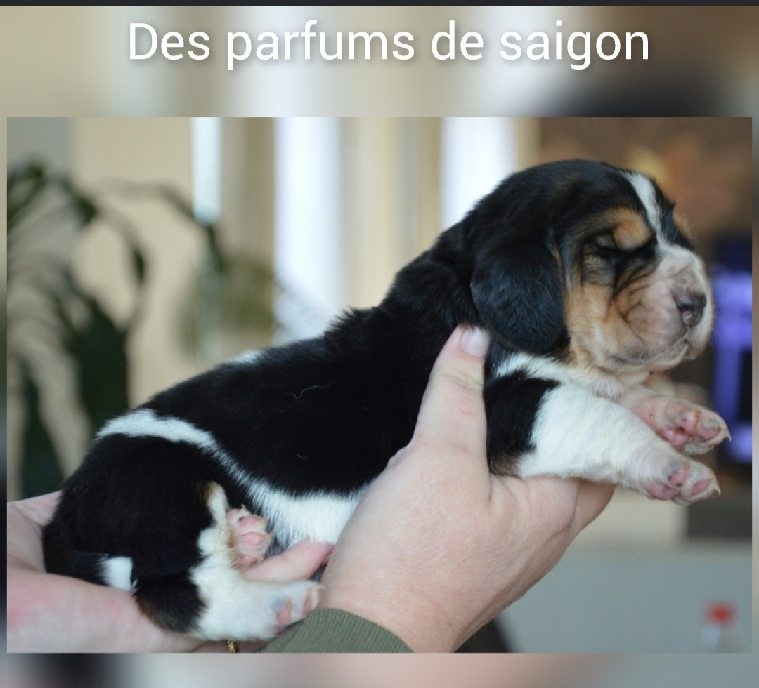 Des Parfums De Saigon - Chiots disponibles - Basset Hound