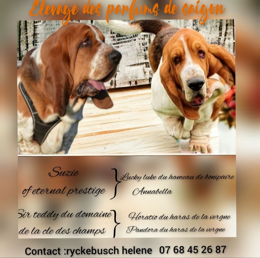 Des Parfums De Saigon - Basset Hound - Portée née le 27/10/2023