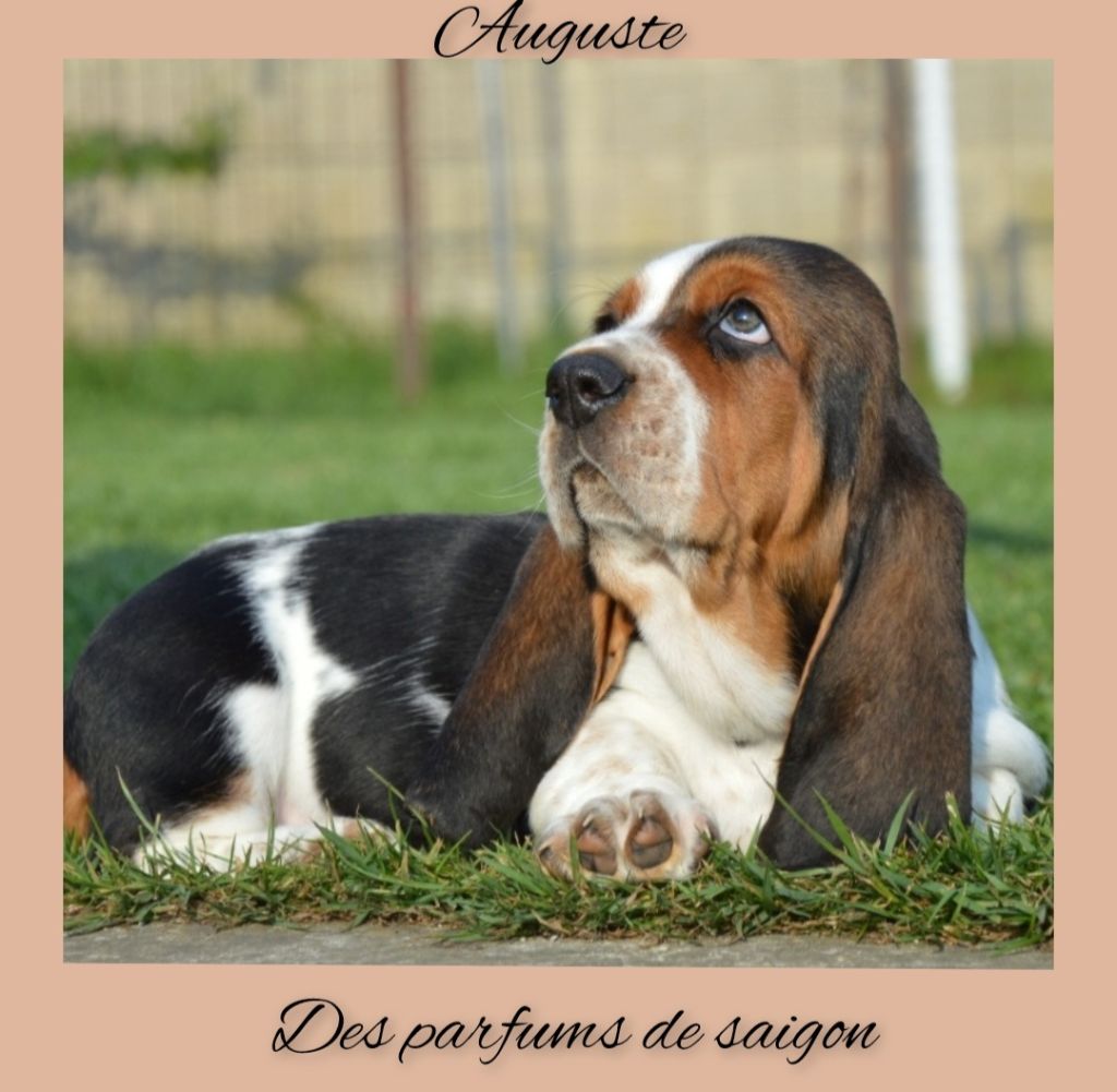 Des Parfums De Saigon - Basset Hound - Portée née le 03/03/2025