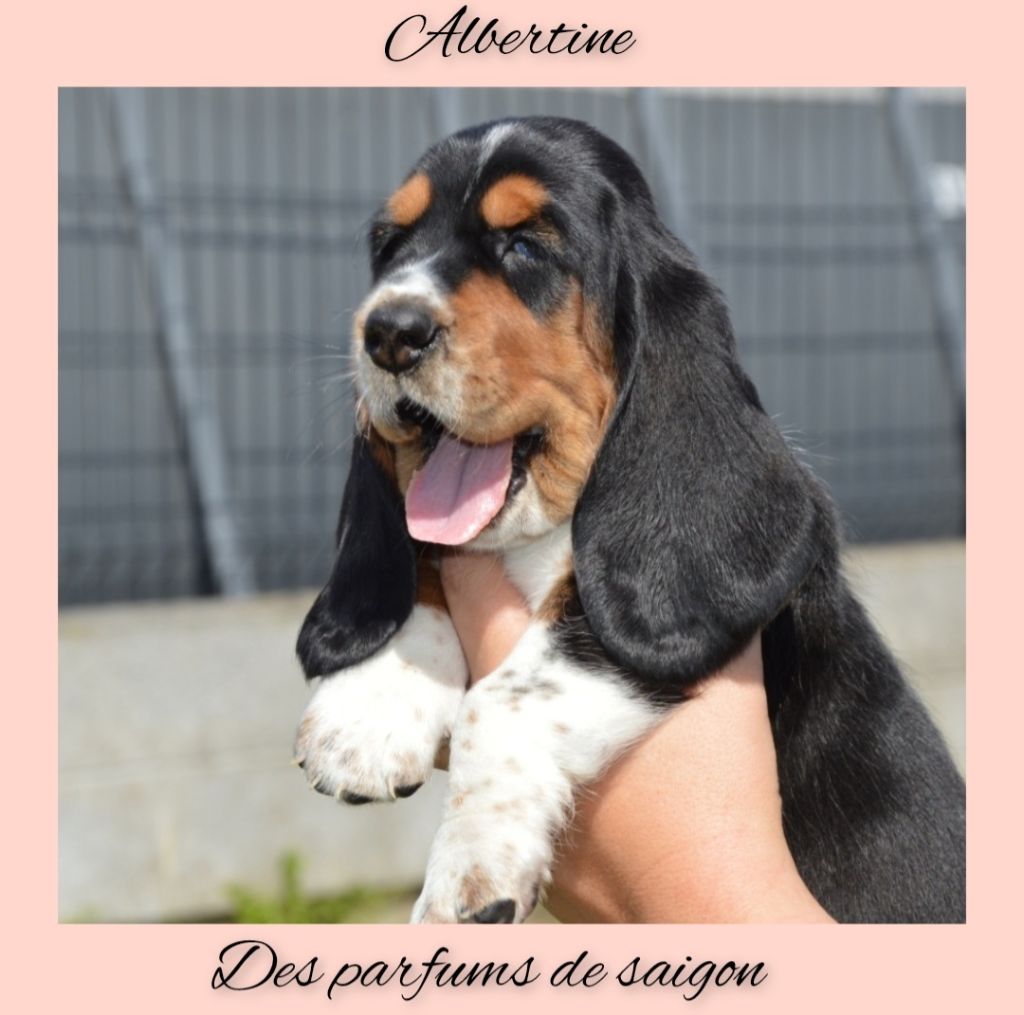 Des Parfums De Saigon - Chiots disponibles - Basset Hound