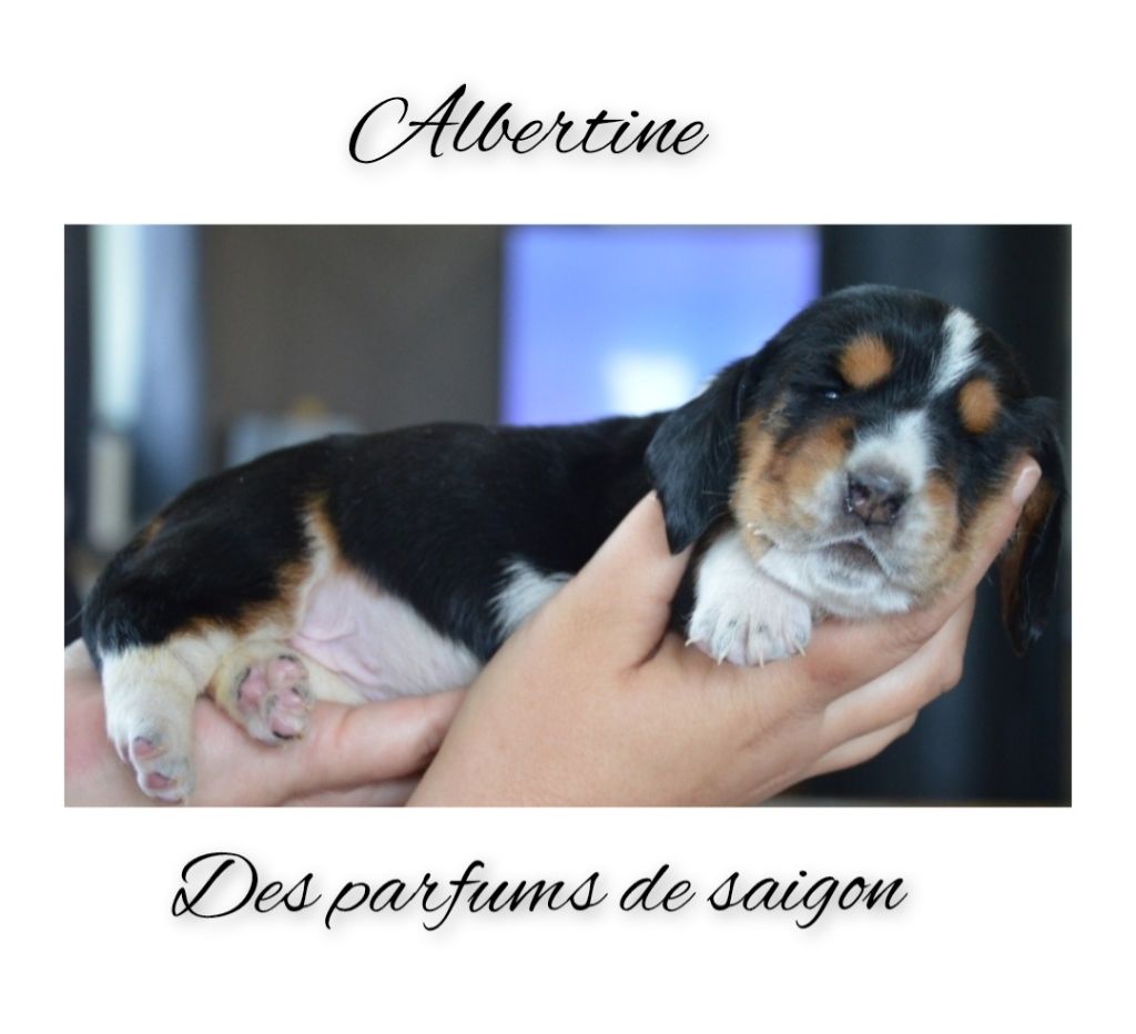 Des Parfums De Saigon - Chiots disponibles - Basset Hound