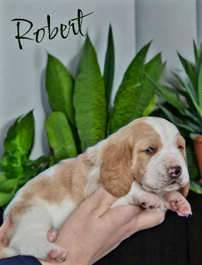 Des Parfums De Saigon - Chiots disponibles - Basset Hound