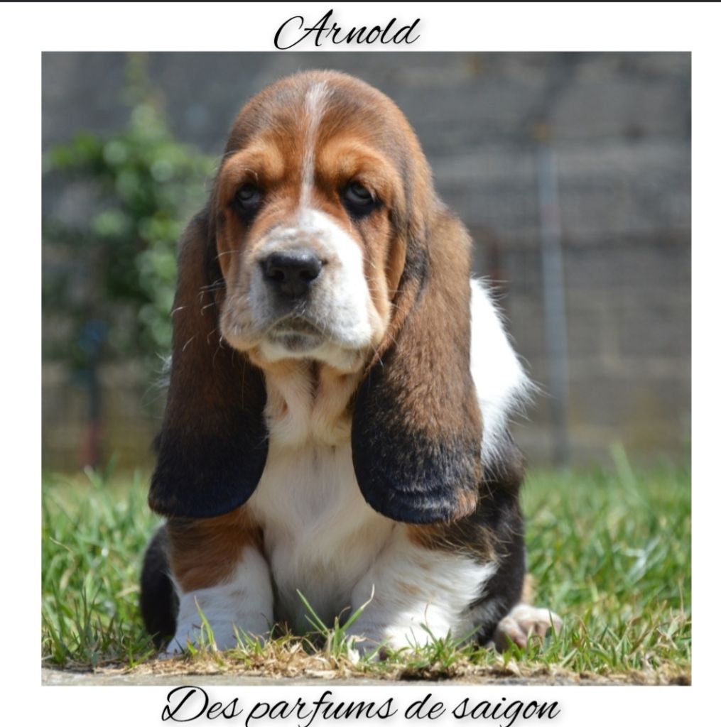 Des Parfums De Saigon - Basset Hound - Portée née le 17/04/2025