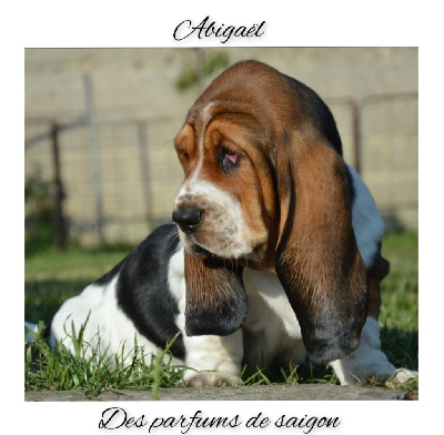 Abigaël 
