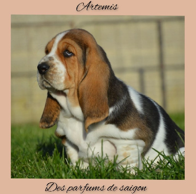 Artemis