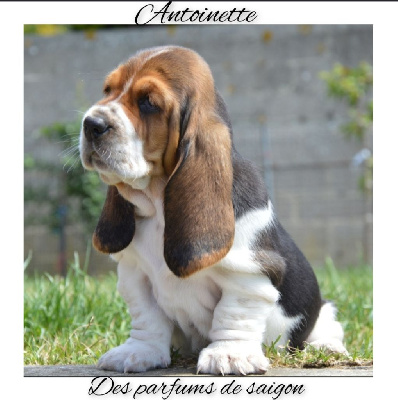 Antoinette