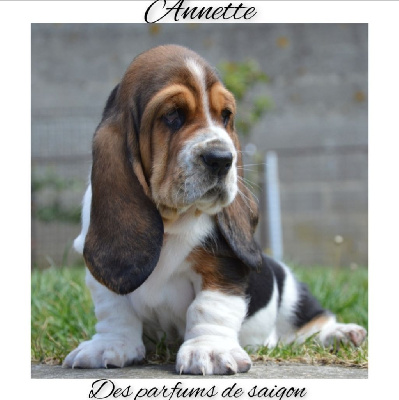 Ariette