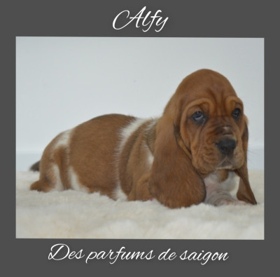 Alfy des parfums de saigon