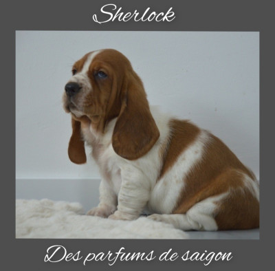 Sherlock parfums de saigon