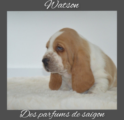 Watson des parfums de saigon