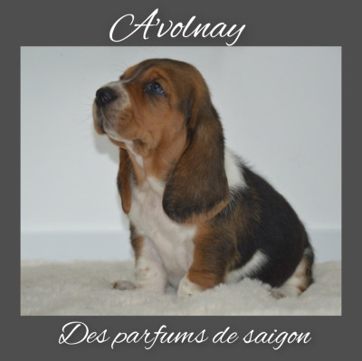 A'volnay des parfums de saigon