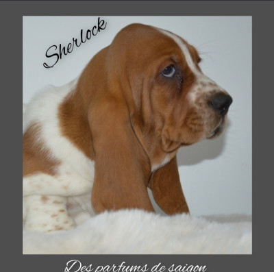 Sherlock parfums de saigon