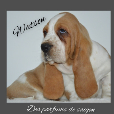 Watson des parfums de saigon