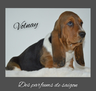 A'volnay des parfums de saigon