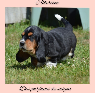 Albertine