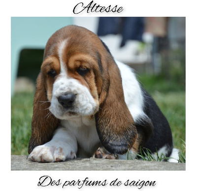 Altesse
