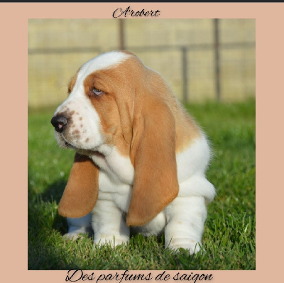 A'robert