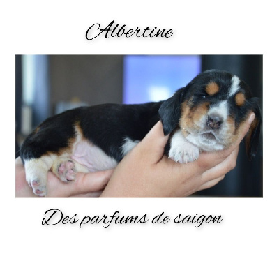 Albertine 