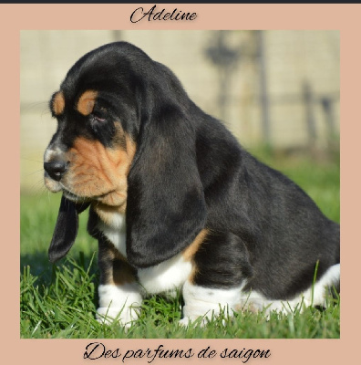 Adeline