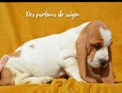 Taylor des parfums de saigon 