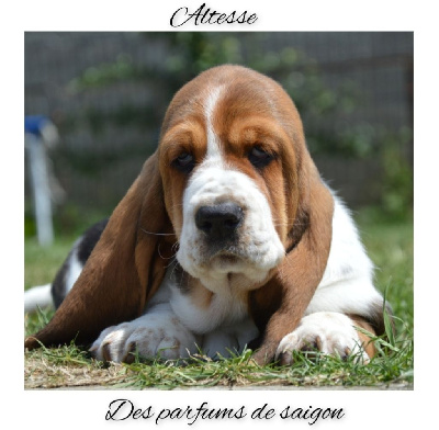 Altesse
