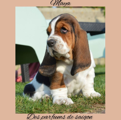 Maya