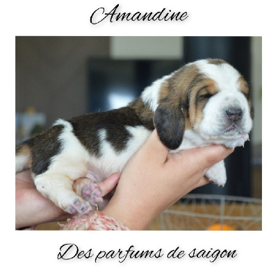 Appie