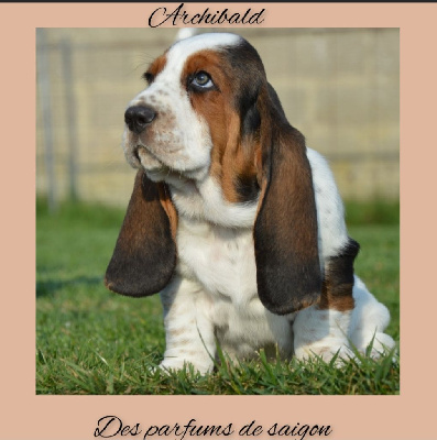 Archibald 