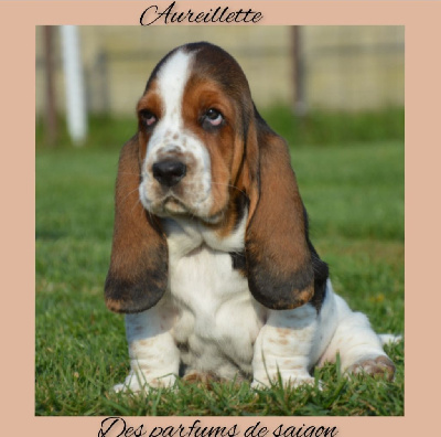 Aureillette