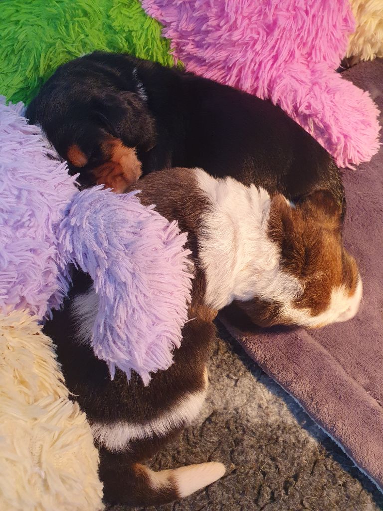 Chiot Basset Hound Des Parfums De Saigon