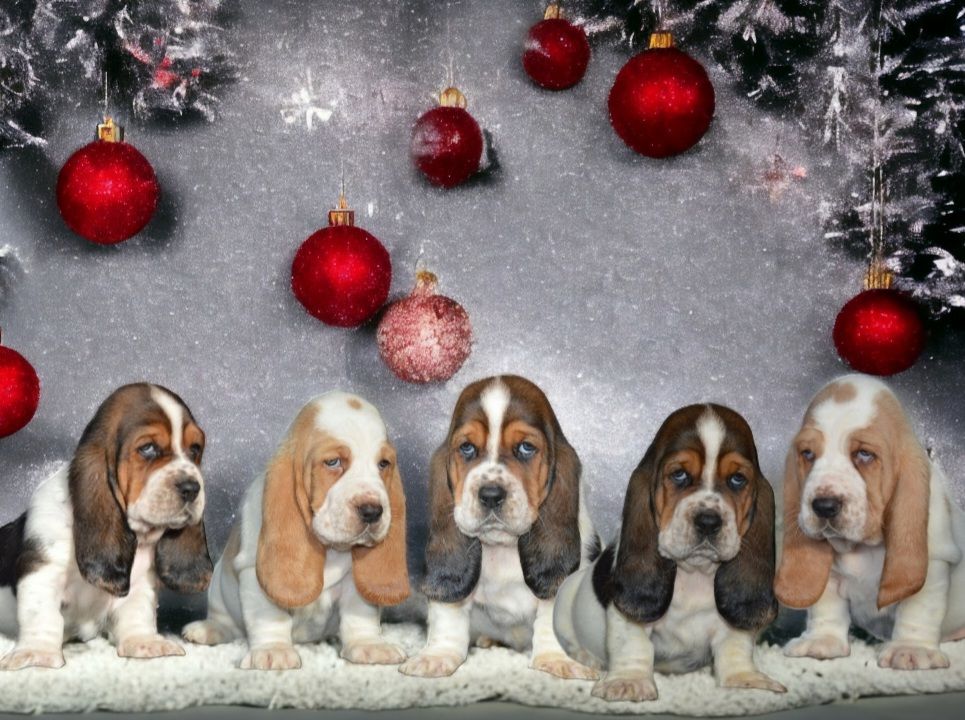 Des Parfums De Saigon - Basset Hound - Portée née le 19/10/2023