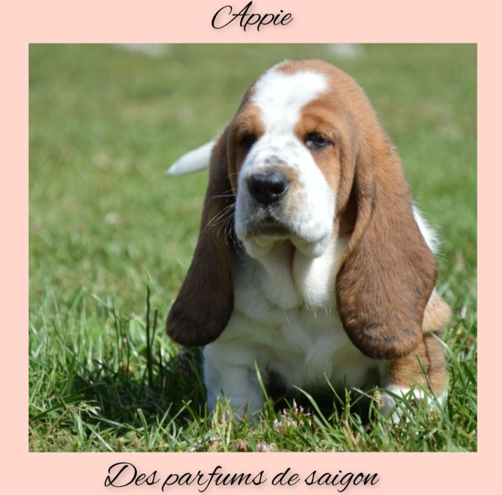 Des Parfums De Saigon - Basset Hound - Portée née le 27/05/2025