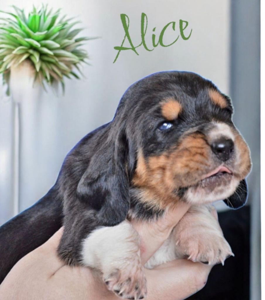 Des Parfums De Saigon - Chiots disponibles - Basset Hound