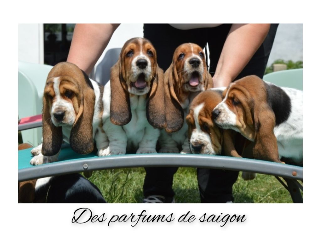 Des Parfums De Saigon - Basset Hound - Portée née le 17/04/2025