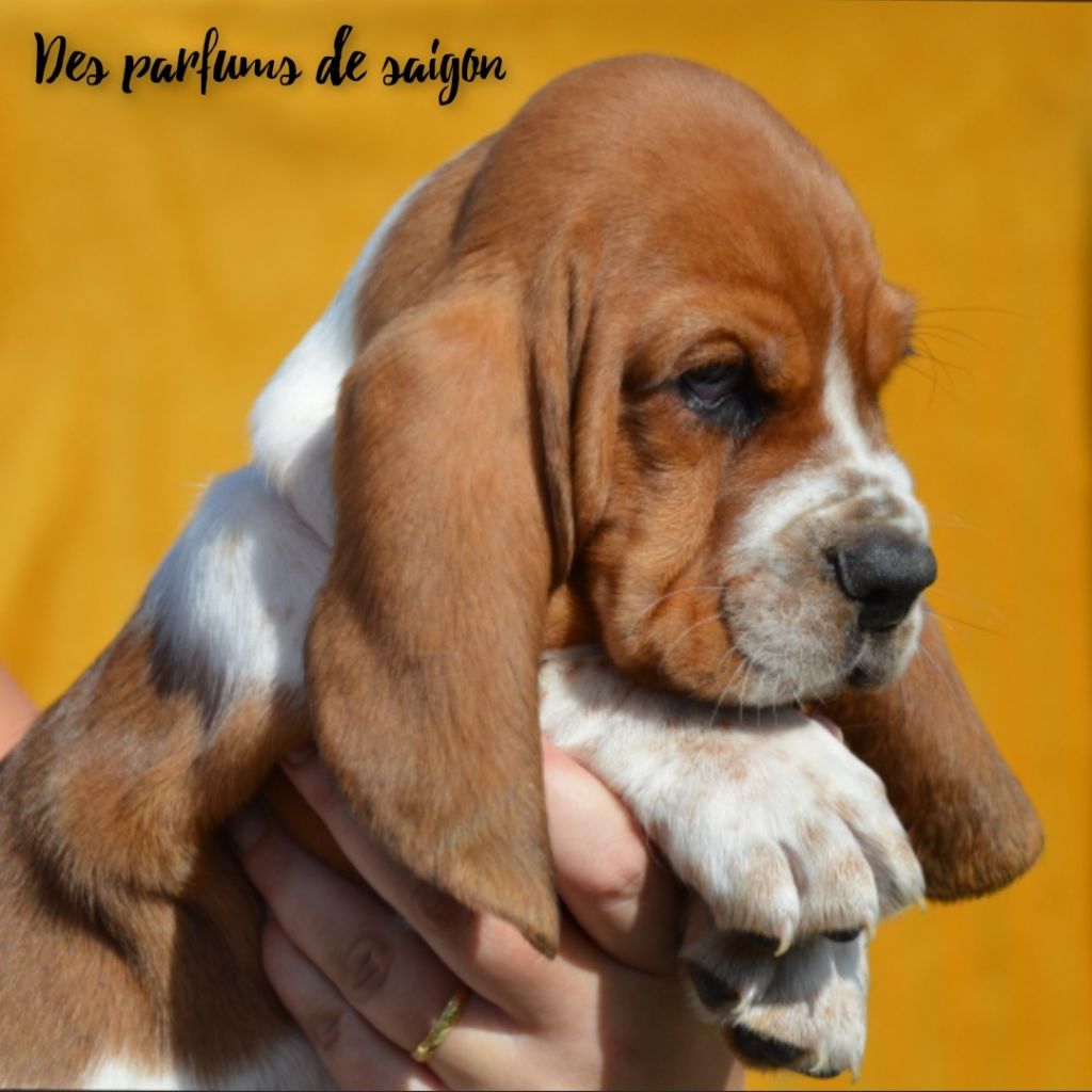 Des Parfums De Saigon - Basset Hound - Portée née le 08/07/2022